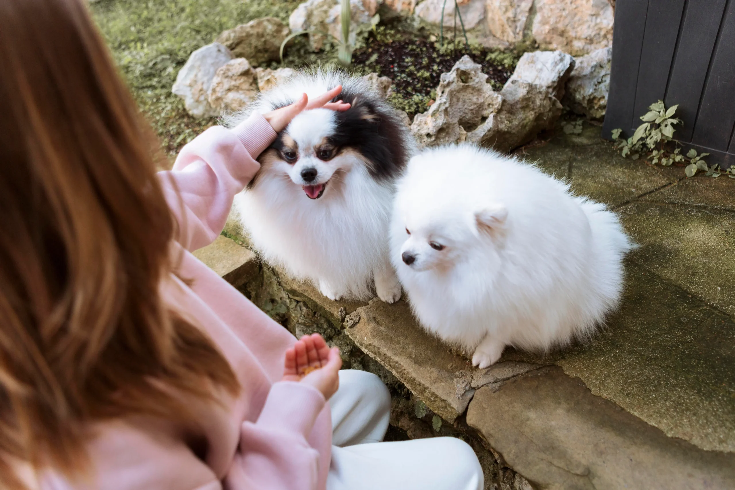 Tiny:vspf48zfklu= Pomeranian: The Ultimate Guide to This Fluffy Toy Breed